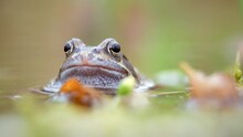 European Common Frog (Rana Temporaria) In A Pond In Oxford, UK, Pumping Throat. Filmed During Breeding Season