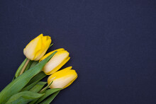 Three Yellow Tulips, Black Background