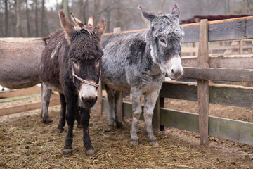 Two donkeys stand at a corral fence outdoor at farm