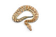 Sumatran Short Tail Python isolated on white background