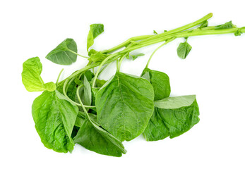 Wall Mural - Green spinach leaf or Amaranthus viridis  in Thailand  isolated on white background ,Green leaves pattern