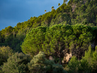 Sticker - tree and sky on the balearic island of mallorca, spain