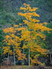 Sticker - autumn in the forest