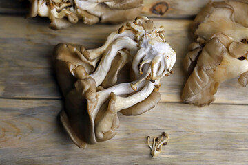 Oyster mushrooms on a wooden surface. Raw mushrooms.