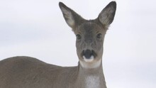 Young White-tailed Bambi Deer Meekly Lost In The Snowed Landscape - Portrait Close-up Shot