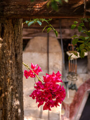 Wall Mural - flowers in a garden