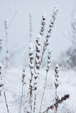 Fototapeta Lawenda - beautiful dry winter flower in snow and frost at wintertime