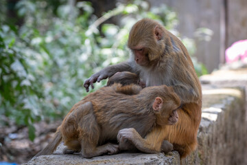 Sticker - Closeup shot of cute monkeys and their mom sitting on a rock