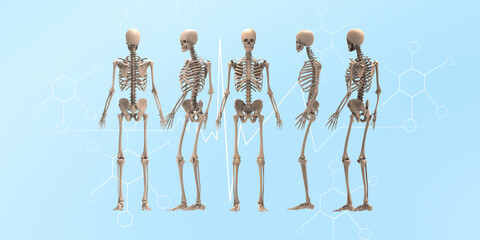 Wall Mural - 3d renderings of human skeleton
