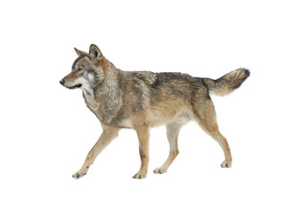 Gray wolf walking isolated on white background