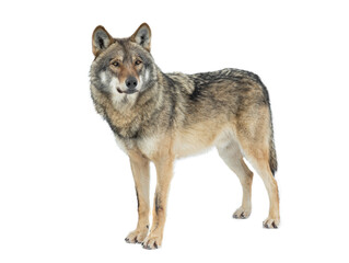 Wall Mural - Gray wolf isolated on white background