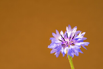 Poster - Centaurea cyanus