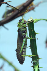 Canvas Print - Giant grasshopper (Tropidacris collaris).