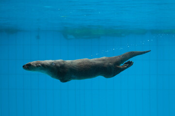 Sticker - North American river otter (Lontra canadensis)