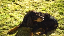 A Black Gordon Setter Dog Resting In The Spring Sun In The Garden