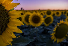 Scenery Of A Field Of Sunflowers At Sunset