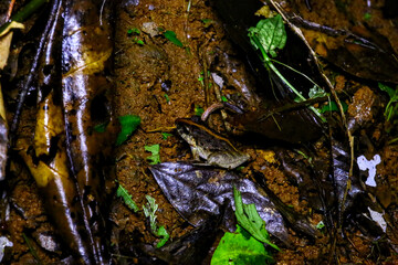 Poster - Grenouilles et dendrobates du Costa Rica