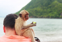 A Large Macaque With A Green Apple In His Hands Sits On A Man's Shoulder Against The Background Of The Sea And Mountains