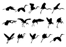 White Herons Set Of Silhouettes Of Birds Shadow