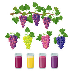 Grape varieties and grape juice in glasses. Bunches of grapes and grape products, vector illustration isolated on white background.