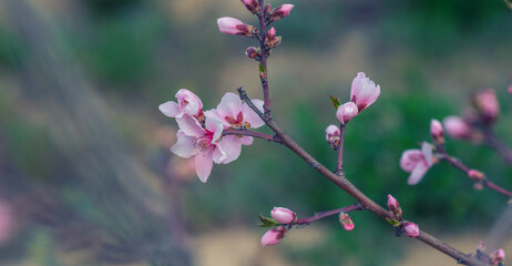 Spring blossom. Flowers on a toned on gentle soft background outdoors. Spring summer border template floral background. Light air delicate artistic image, free space.