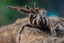 African Rear-horned Baboon Tarantula In Defensive Mode, Indonesia