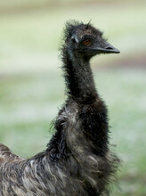 Portrait Of An Emu, Australia