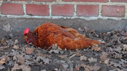 Wall Mural - Free range organic chickens bathing in dirt. poultry in a country farm, germany