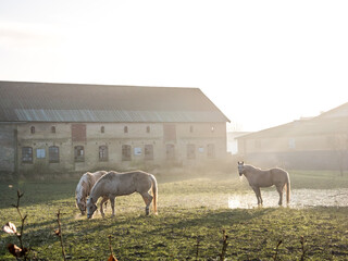 Wall Mural - herd of horses on a farm in the foggy morning dusk