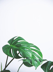 Leaves of monstera tropical  plant  on a gray background. Scandinavian style