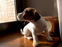 Small Jack Russell Puppy On The Windowsill