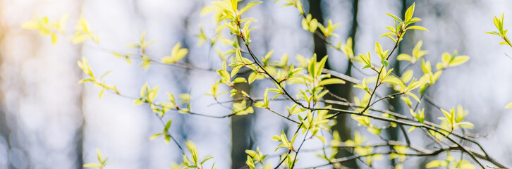 Wall Mural - Panoramic spring scenery with green leaves on a sunny day