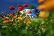 Verkehr und Umwelt – Tanklastwagen zwischen bunten Blumen bei dramatischer Wetterstimmung, aufziehendem Gewitter