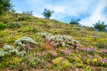 Wall Mural - Flower meadow on mountain slope. Some of plants is possible to see only here as they prefer grow in high places. Shot in Valley of Ghosts, near Alushta, Crimea