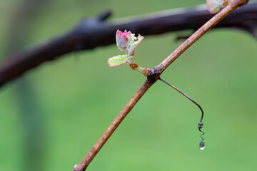 Wall Mural - new leaves emerge after bud break on a grapevine