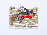 Fototapeta Sypialnia - Guinea Republic Postage Stamp. circa 1971. pantodon buchholzi.  African Butterfly Fish