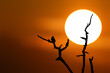 Ptak siedzący na gałęzi drzewa podczas zachodu słońca