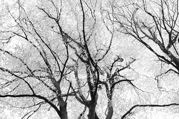  tree branches against bright sky, abstract black and white detail