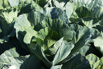 A lot of white cabbage grows in the garden. Green heads of cabbage, vegetable gardening background