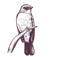 Ink Hand Drawn Flycatcher