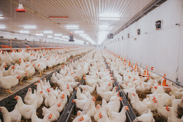 Canvas Print - Selective focus shot of indoors chicken farm, chicken feeding