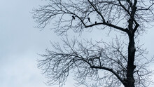 Crows Sitting On Bare Winter Tree On A Gray Sky Background. Space For Text.