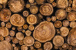 sawn tree trunks stacked in a woodpile