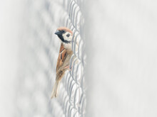 Eurasian Tree Sparrow (Passer Montanus) Perched On Wire Mesh Fence, Australia