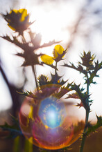 Spring Is In The Air, Backlit Yellow Wild Flower Plant, Unique Sun Flare. Artistic Postcard Image For Spring/summer, Shallow Depth Of Field