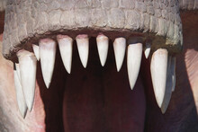 Close-up View Of The Teeth Of A Jurassic Tyrannosaurus Rex In An Outdoor Museum Display