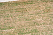 © James S. Cowan - patchy brown grass with some green grass