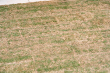 Patchy Brown Grass With Some Green Grass