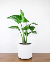 Vertical Shot Of A Potted Strelitzia Nicolai Houseplant On The Table Against A White Wall