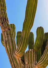 A Cactus With Blue Sky Background